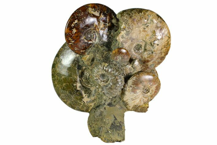Tall, Aesthetic Cluster Of Polished Ammonite Fossils #116294